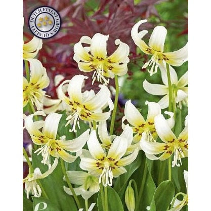 Hundetannslilje-Erythronium 'White Beauty' 1-pakning